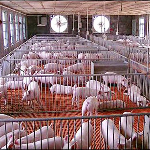 绿色环保养殖场猪栏鸡舍空气净化方案 